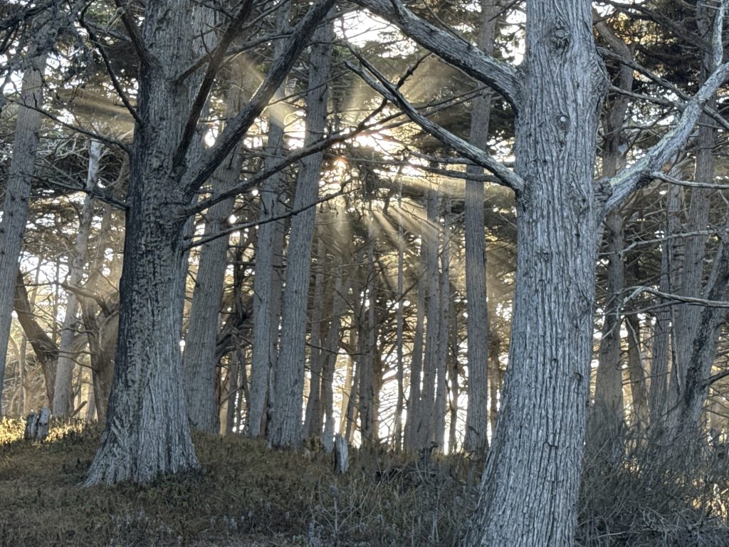 Crocker Grove, 17 Mile Drive tour, Pebble Beach