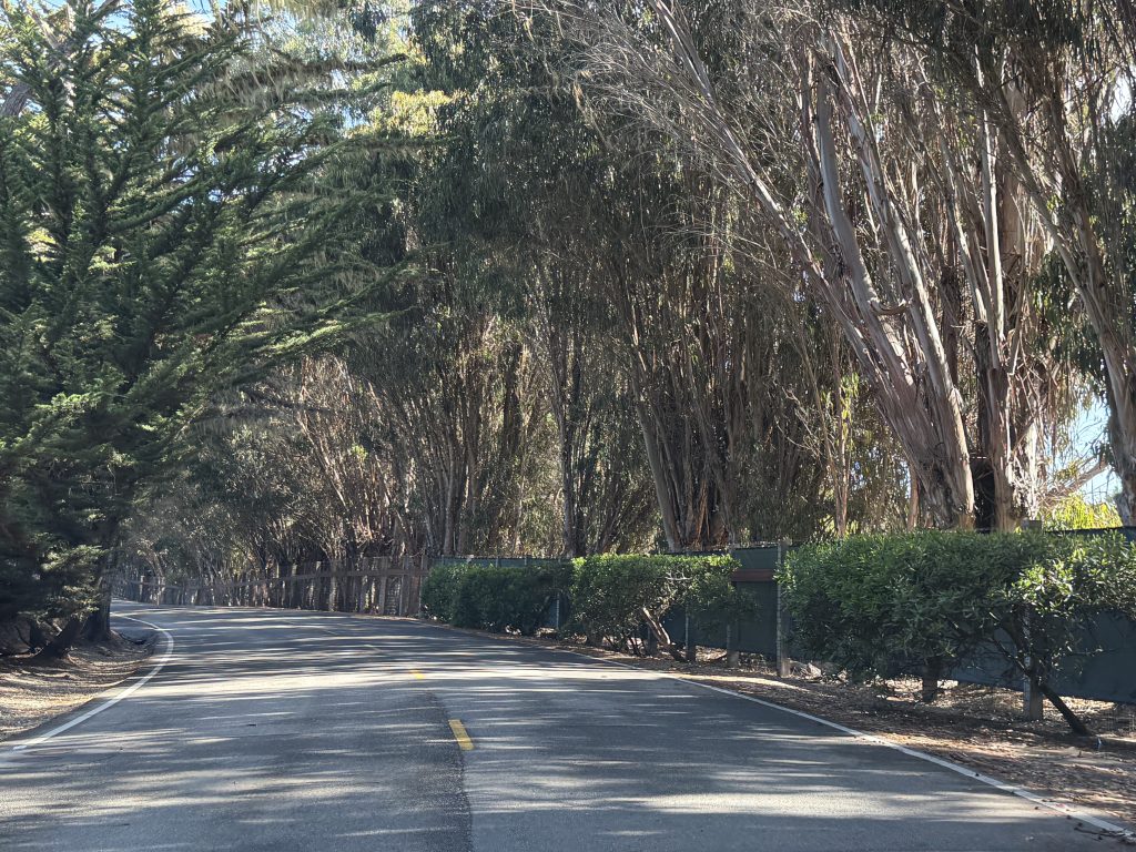 Tree Tunnel, Cypress Drive, 17 Mile Drive Tour, Pebble Beach