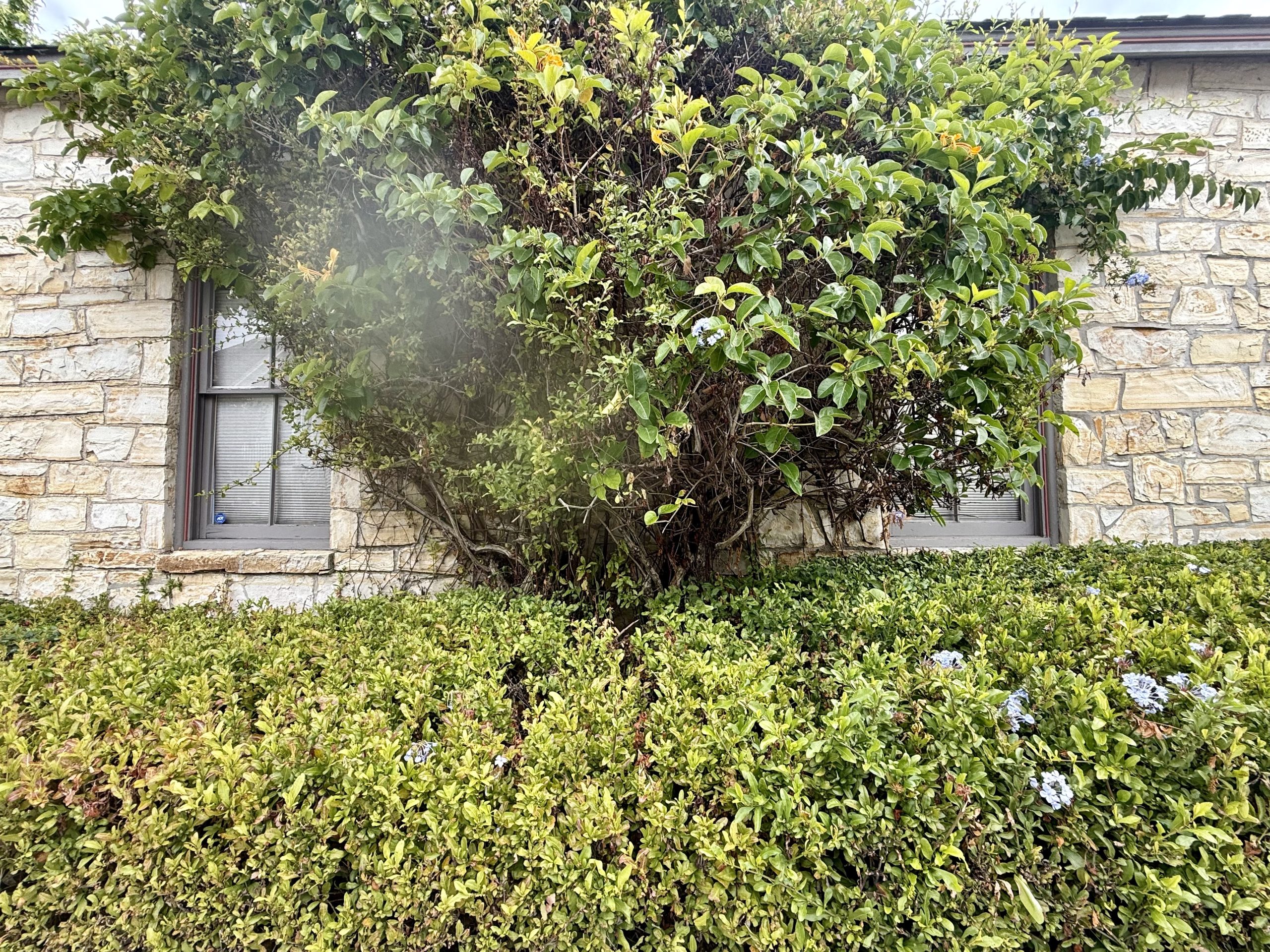 Shrubs