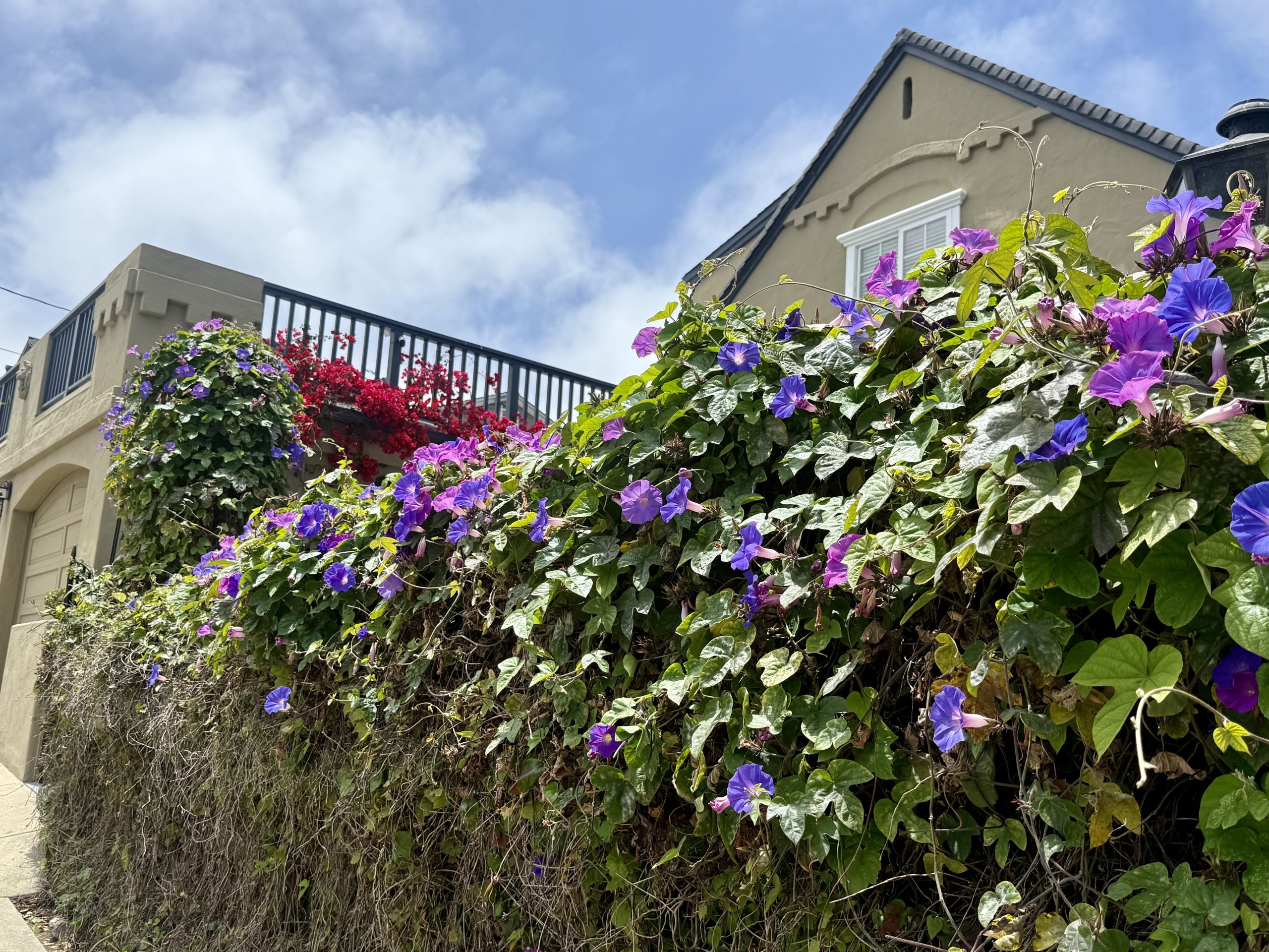 Flowers on Monterey Avenue