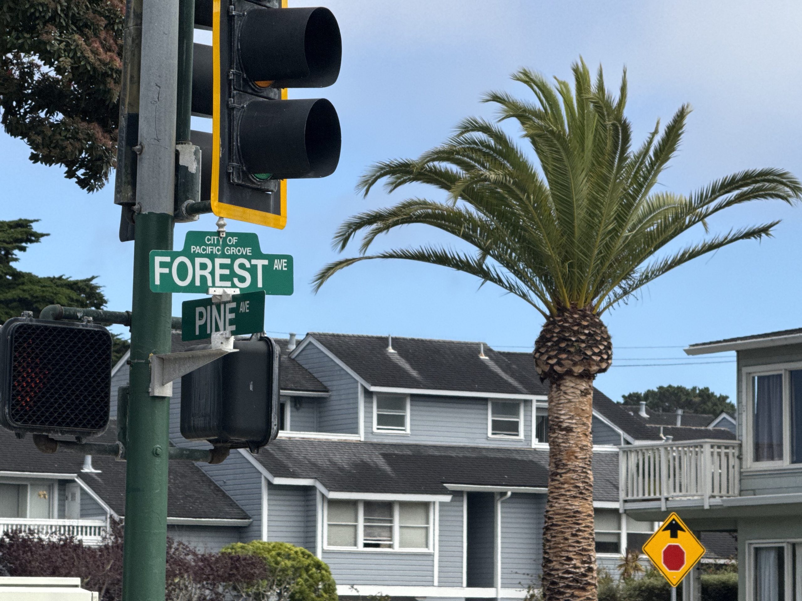Forest and Pine