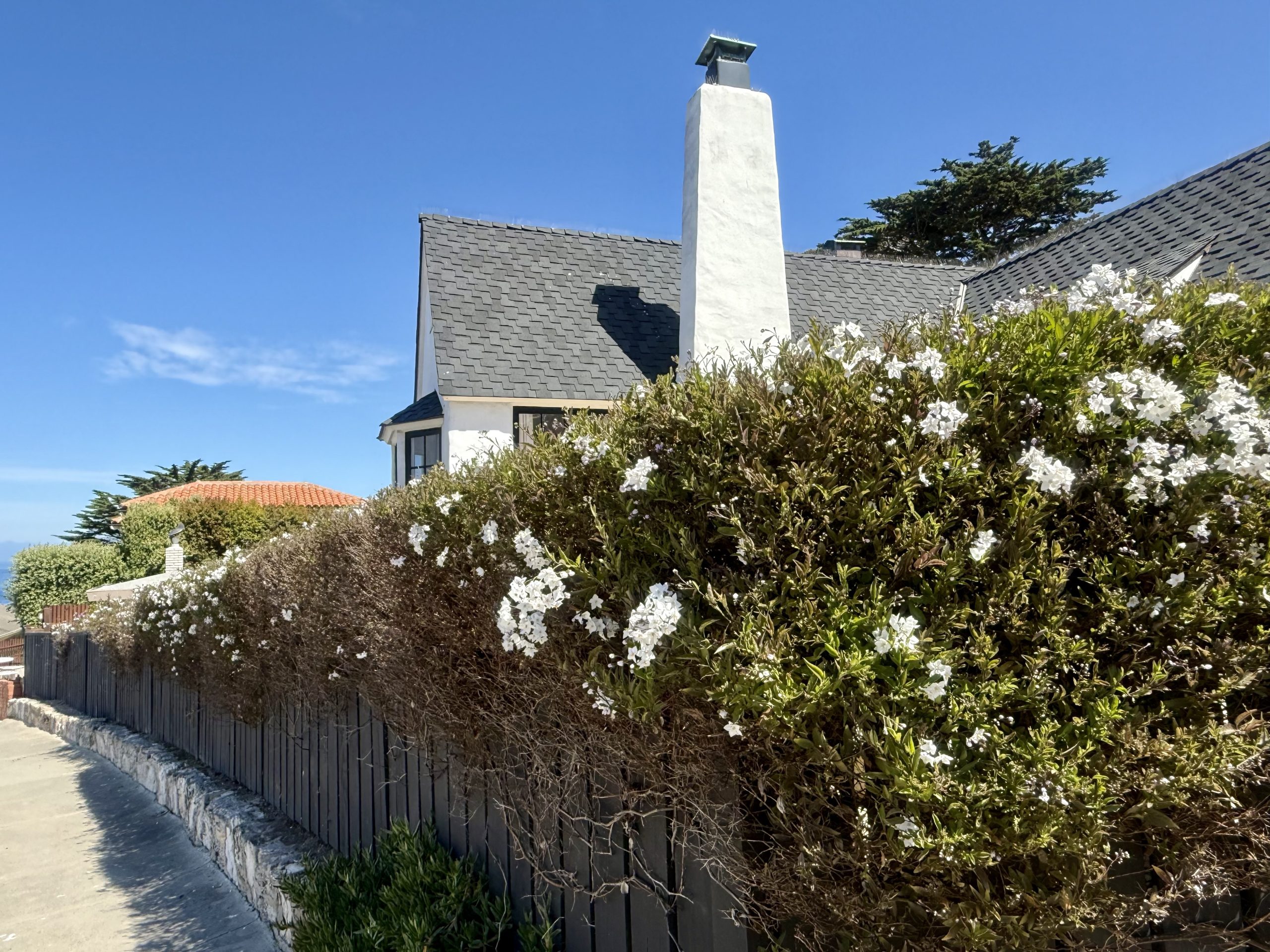 Hedge
