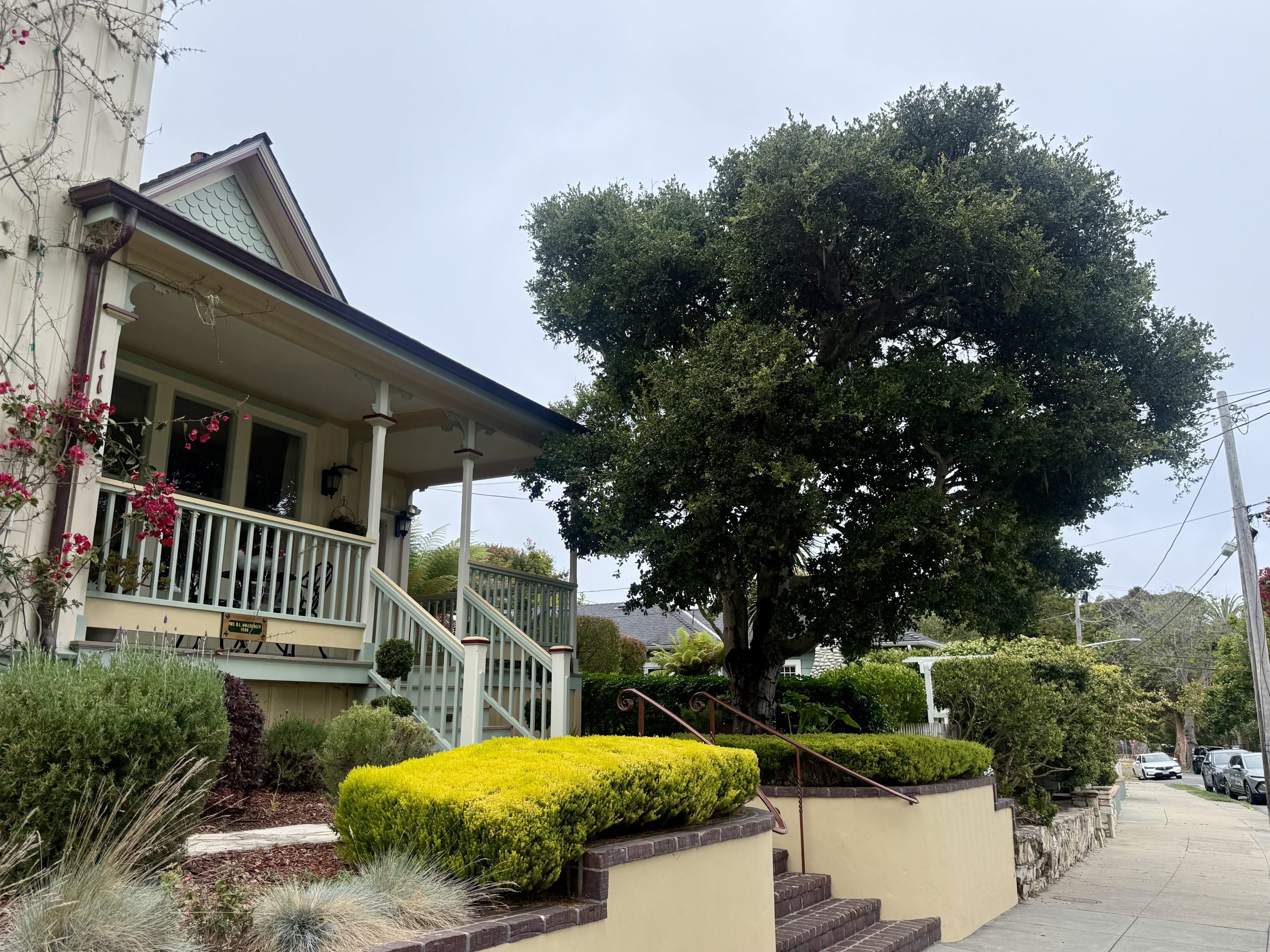 Yard and Cypress Tree