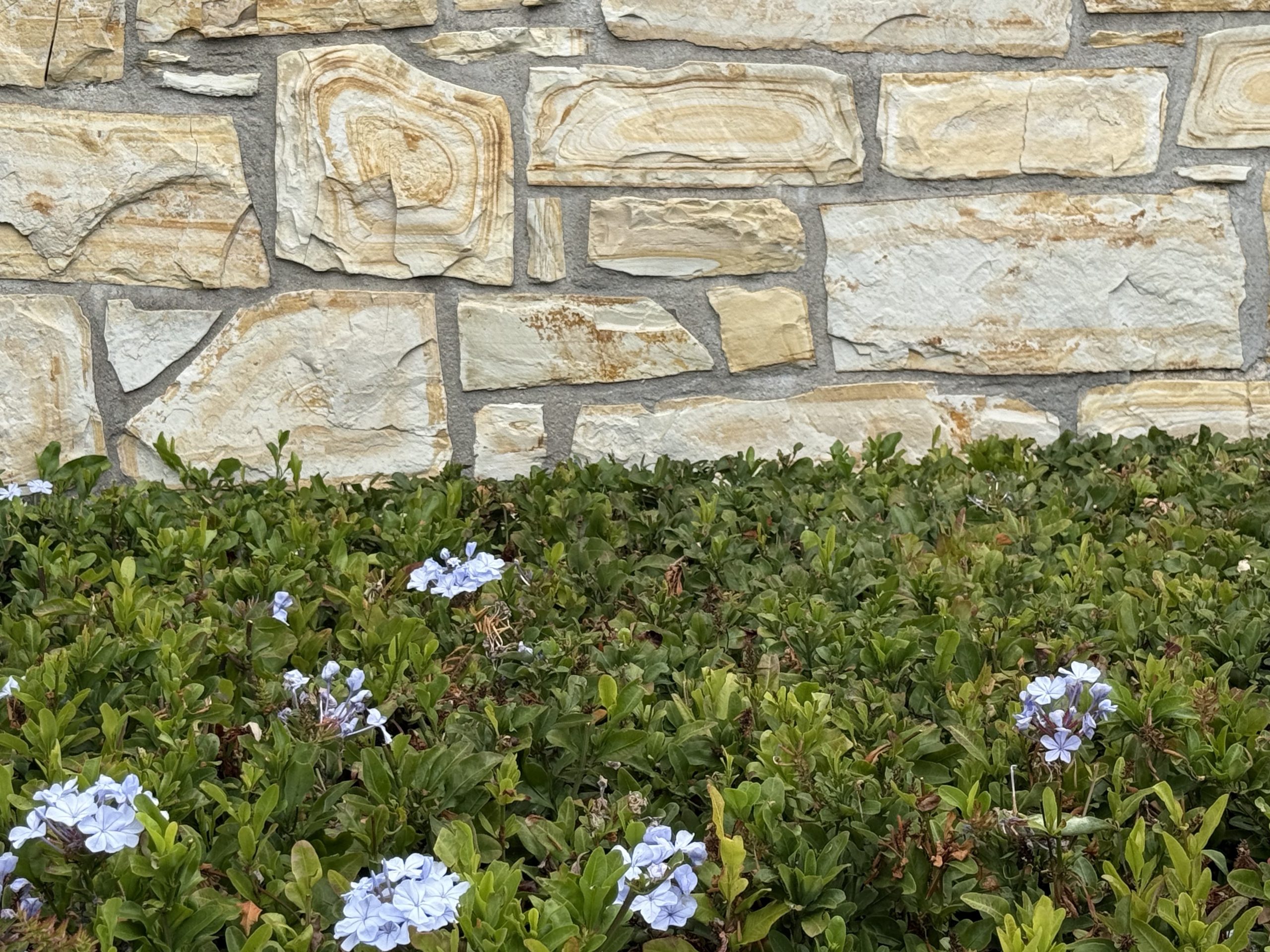 Shrub and stone